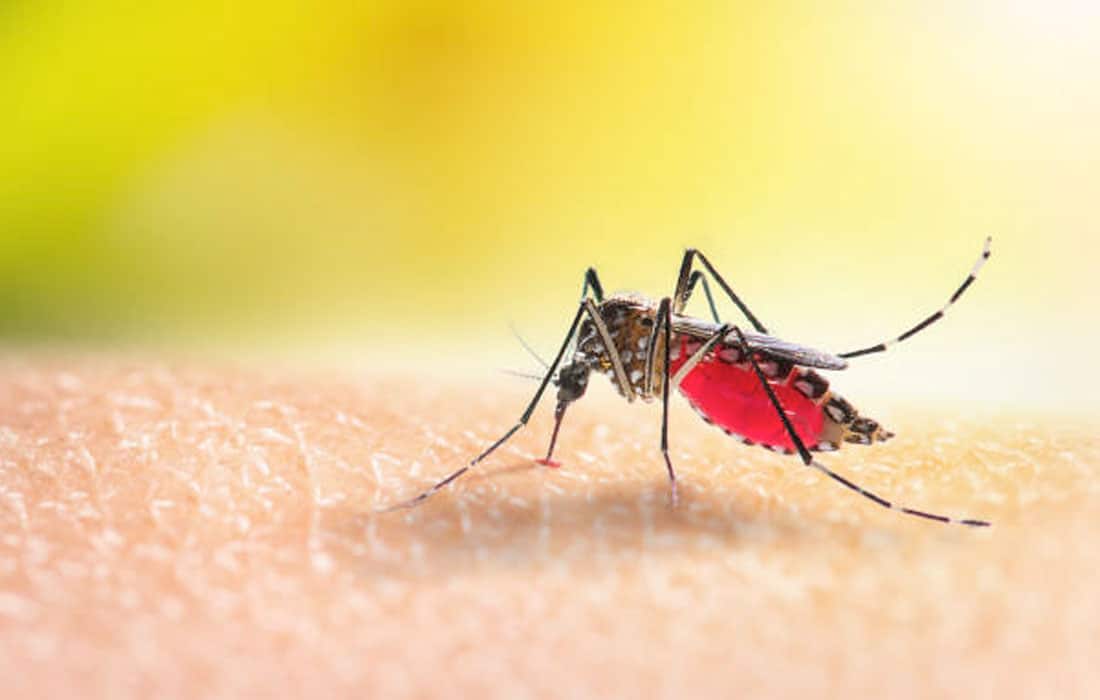 dengue-fever-rain-UAE