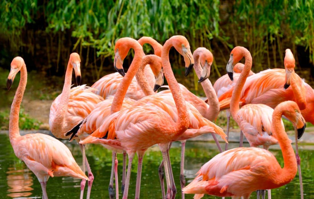 39 flamingos discovered dead in Ghatkopar, allegedly struck by landing Emirates plane