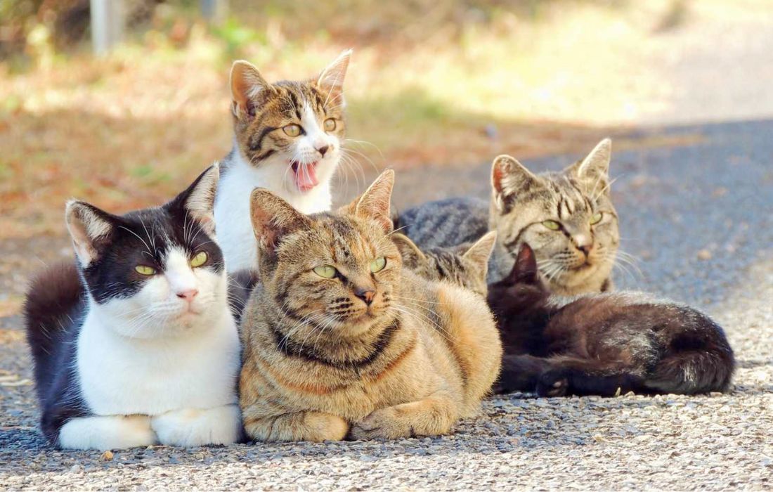 Japanese scientist develops treatment to extend the lives of cats up to 30 years