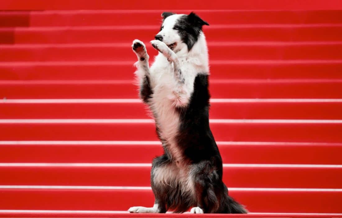 Messi, the dog from "Anatomy of a Fall," walks the red carpet at Cannes Film Festival