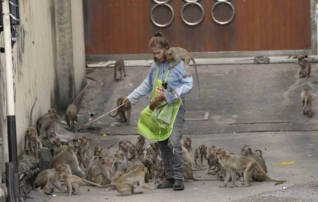 Thai town plagued by marauding monkeys plans to capture and relocate them