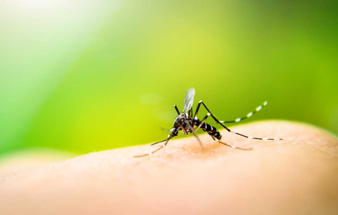 UAE intensifies nationwide efforts against mosquito eradication rainfall infestation