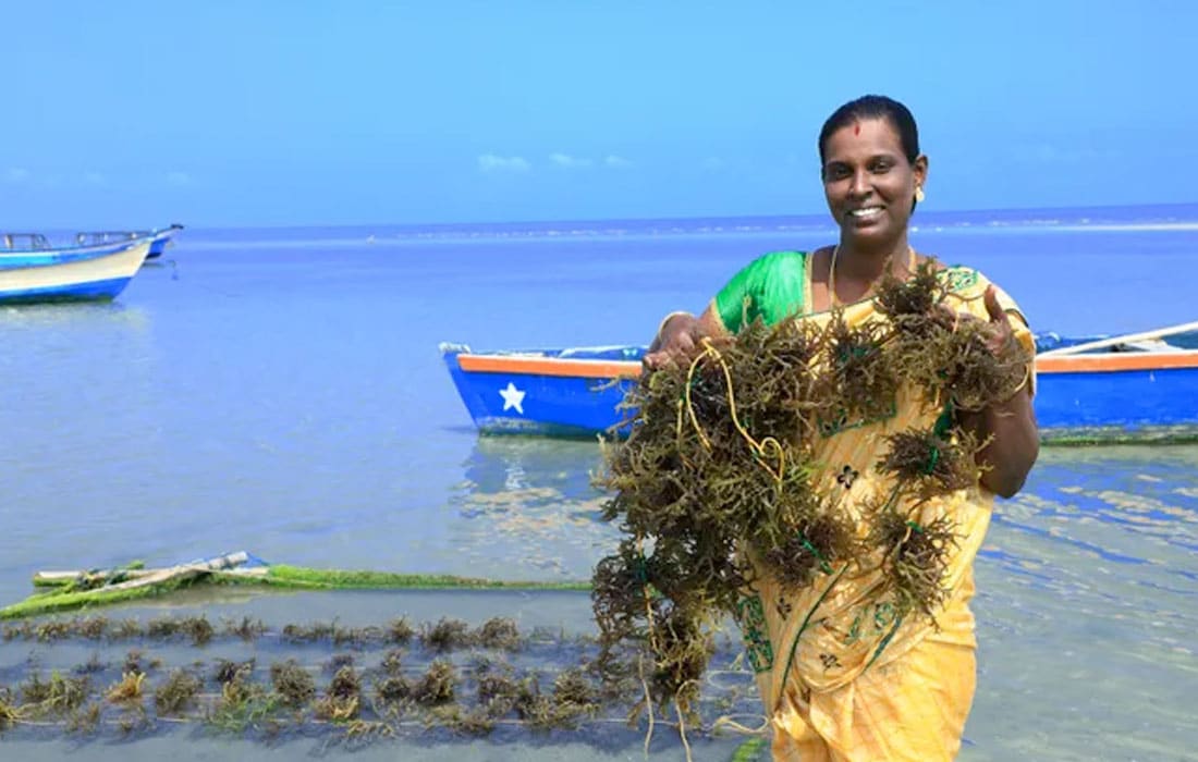 UNCTAD study highlights the significant potential of seaweed in addressing climate action, food security, and gender equality.