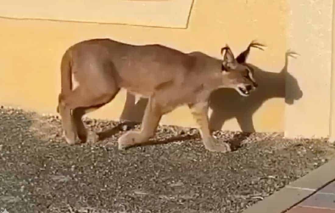 Wild cat caught in Fujairah; owner fined for letting loose a caracal