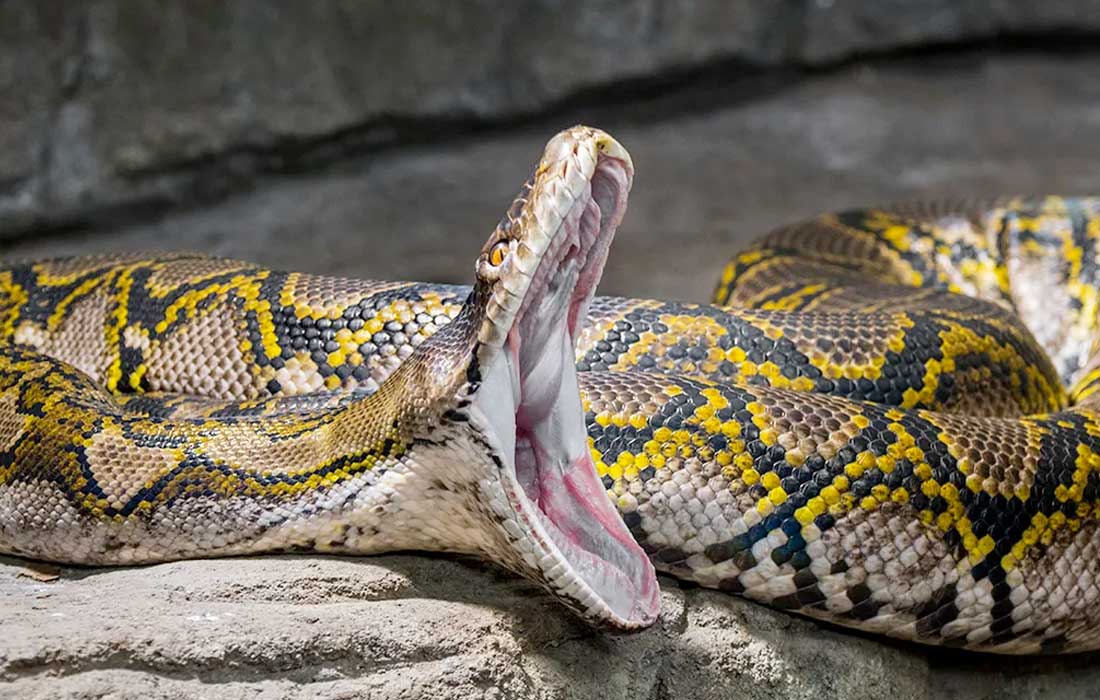 Horror unfolds as dead Indonesian woman found in giant python