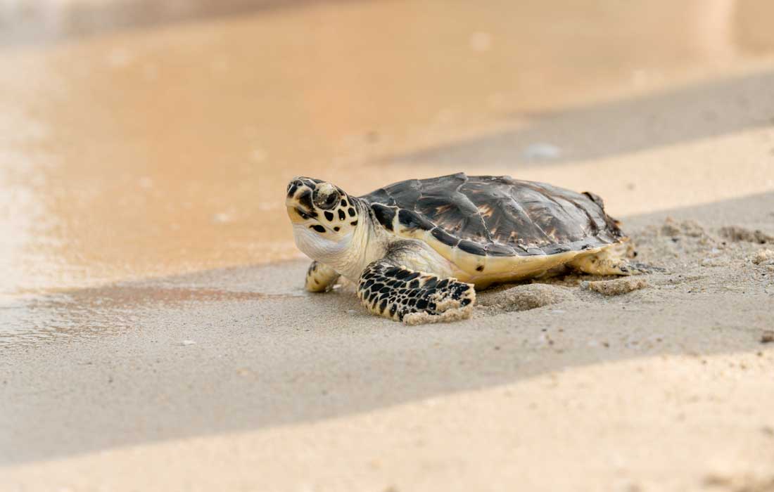 Dubai releases 63 turtles for Turtle Rehabilitation Project