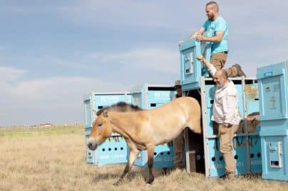 World’s last wild horses return to Kazakhstan after nearly 200 years!
