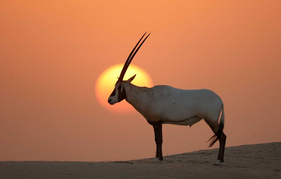 Key Biodiversity Areas identified in UAE