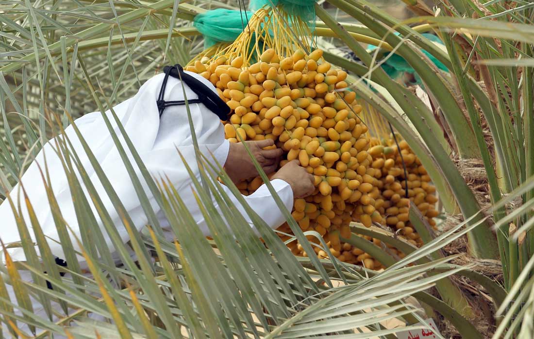 Tabasheer Al-Rutab: UAE honours first palm tree harvest in heritage celebration