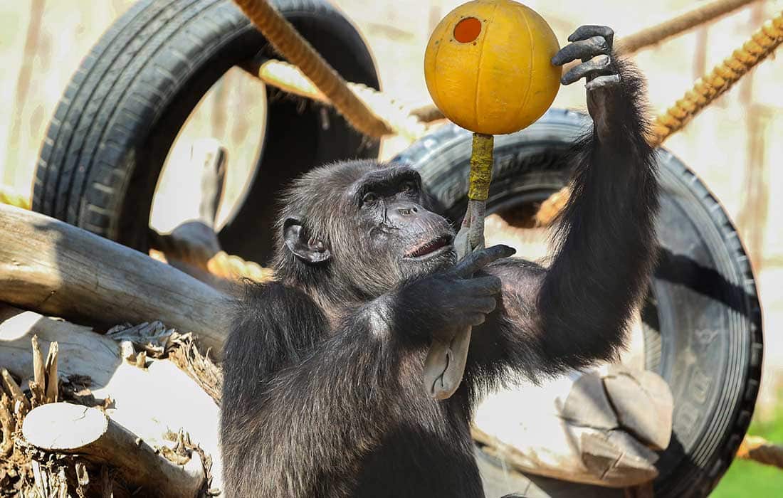 Al Ain Zoo celebrates World Chimpanzee Day UAE
