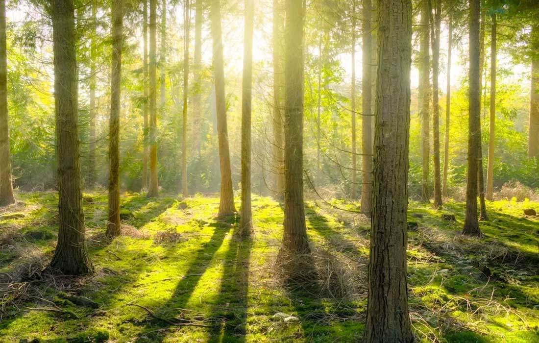 Study finds tree bark can reduce methane emissions in the air