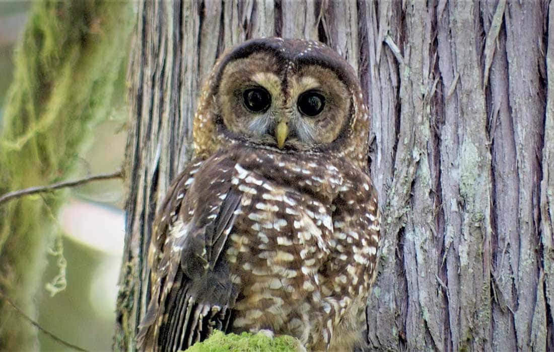 To protect spotted owls US plans to kill half-million barred owls