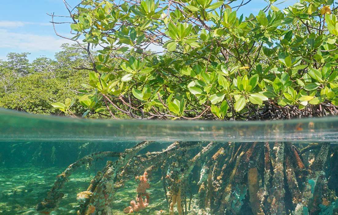 UNESCO warns over 75% of the world’s mangroves are at risk
