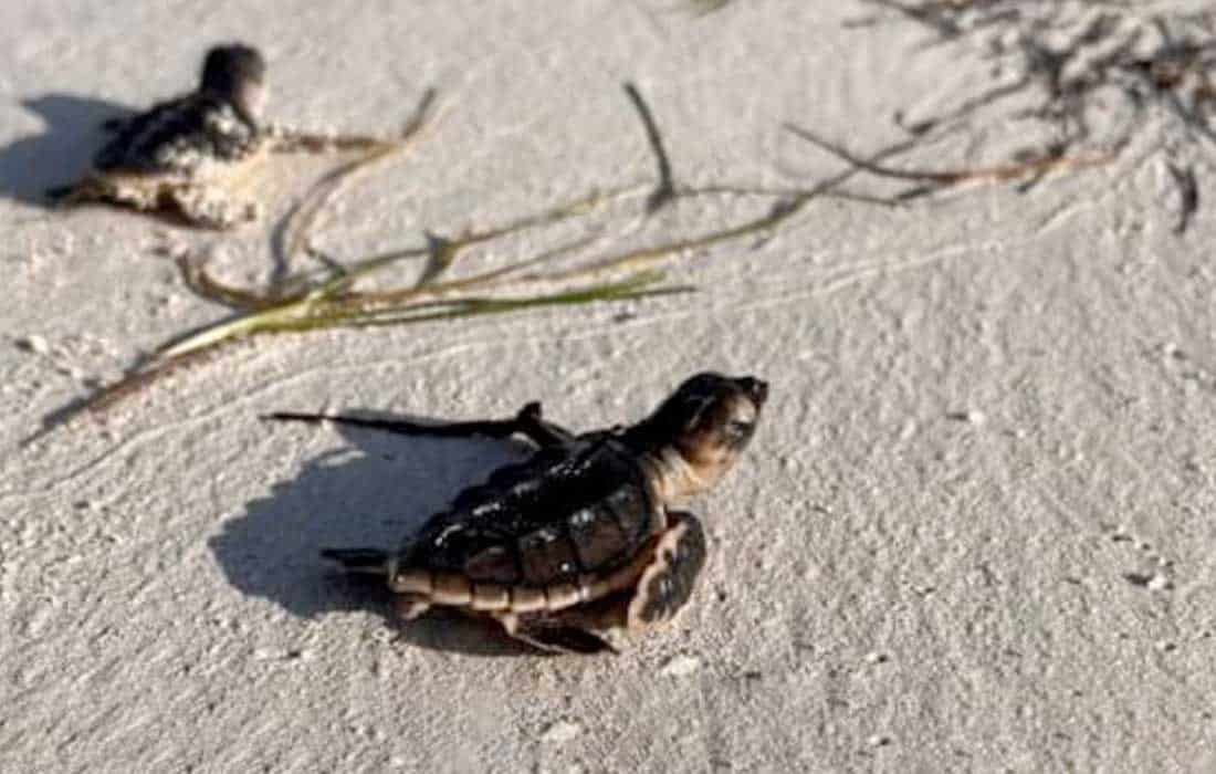 300 turtles hatch at EGA's Al Taweelah beach, raising total to 7,500