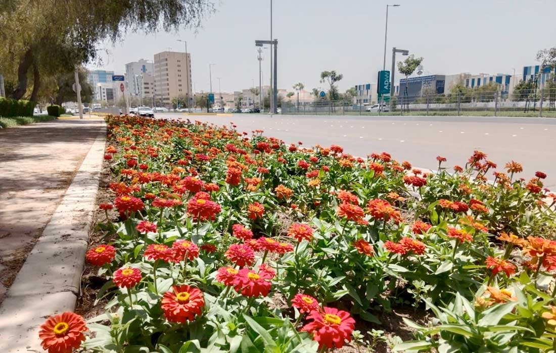 6,500,000 flowers planted by Abu Dhabi Municipality