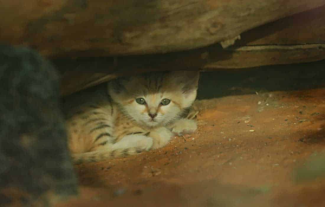 Al Ain Zoo celebrates conservation success with birth of new Arabian Sand Cat