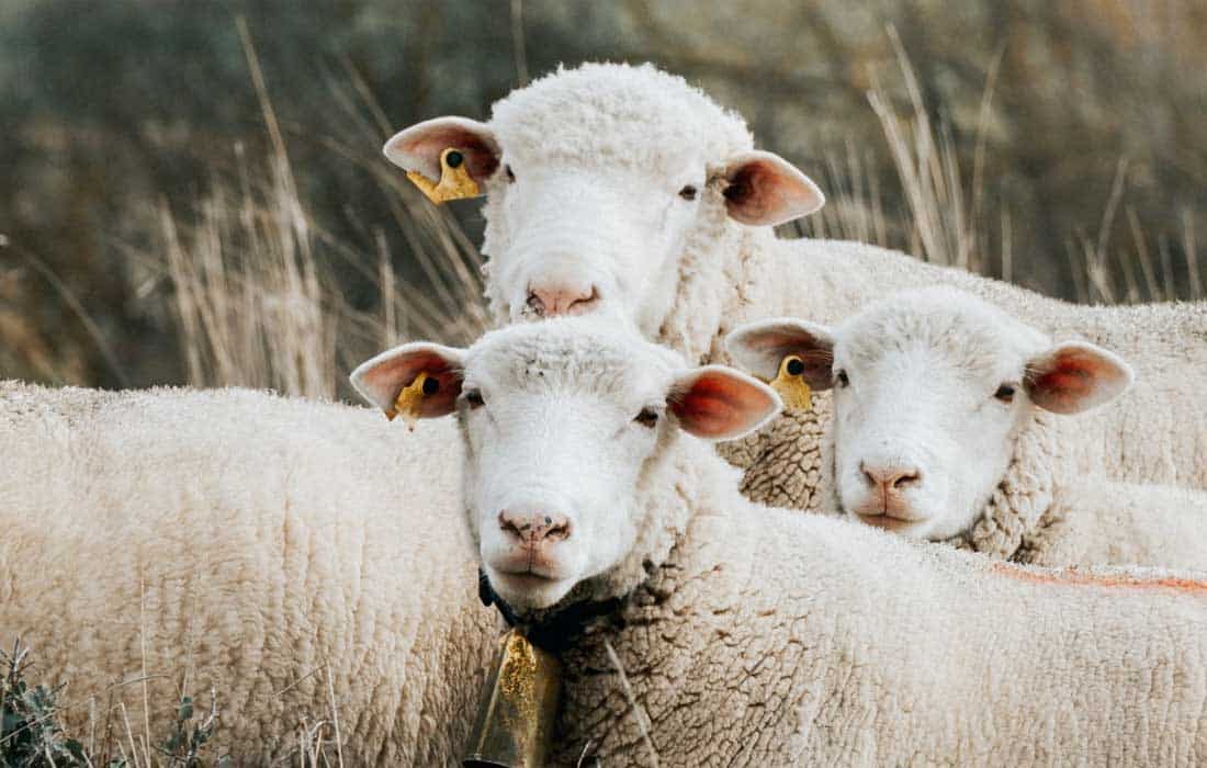 Belgium reports 1,192 cases of bluetongue virus affecting livestock