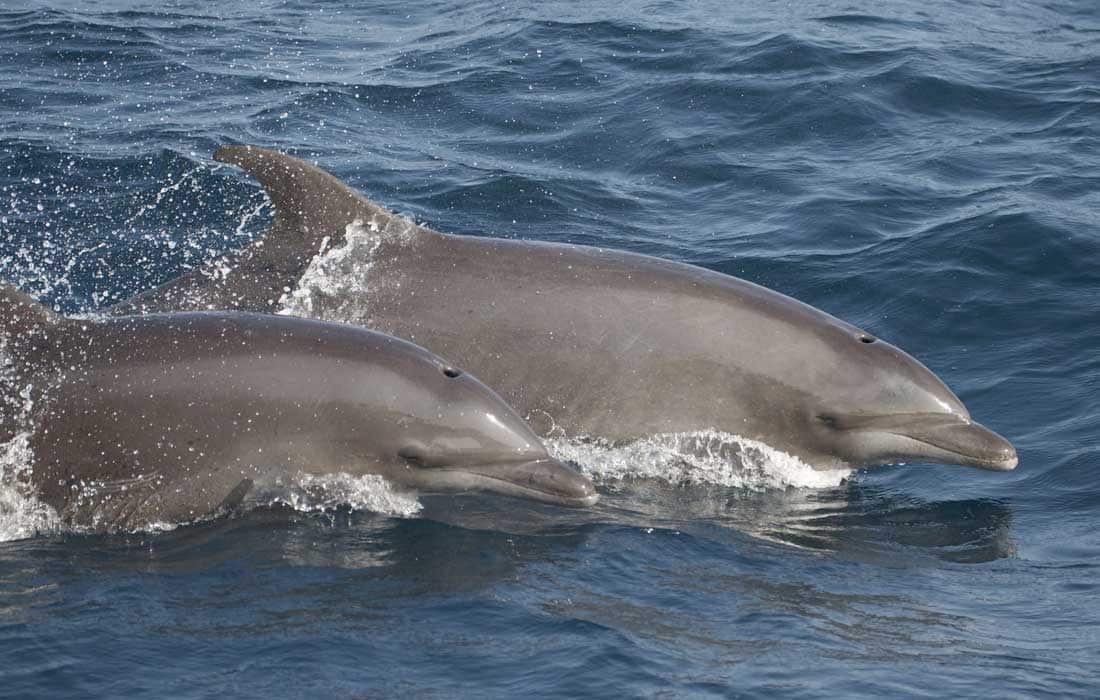 Book launched on whales, dolphins of Fujairah, Arab world