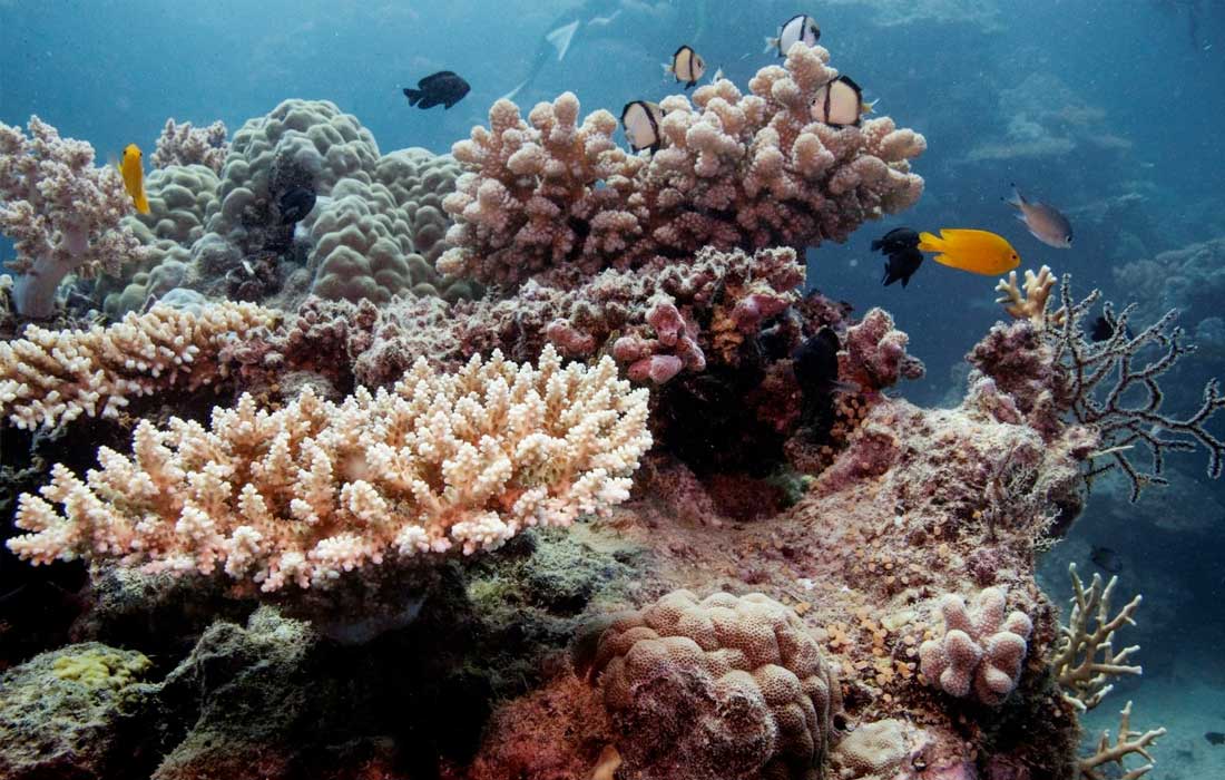Hottest oceans in 400 years threaten Australia's Great Barrier Reef