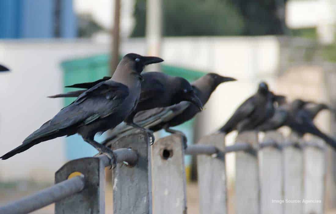 Indian crows facing death sentence in Kenya
