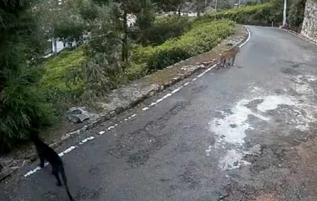 Leopard and Black Panther caught on camera outside home