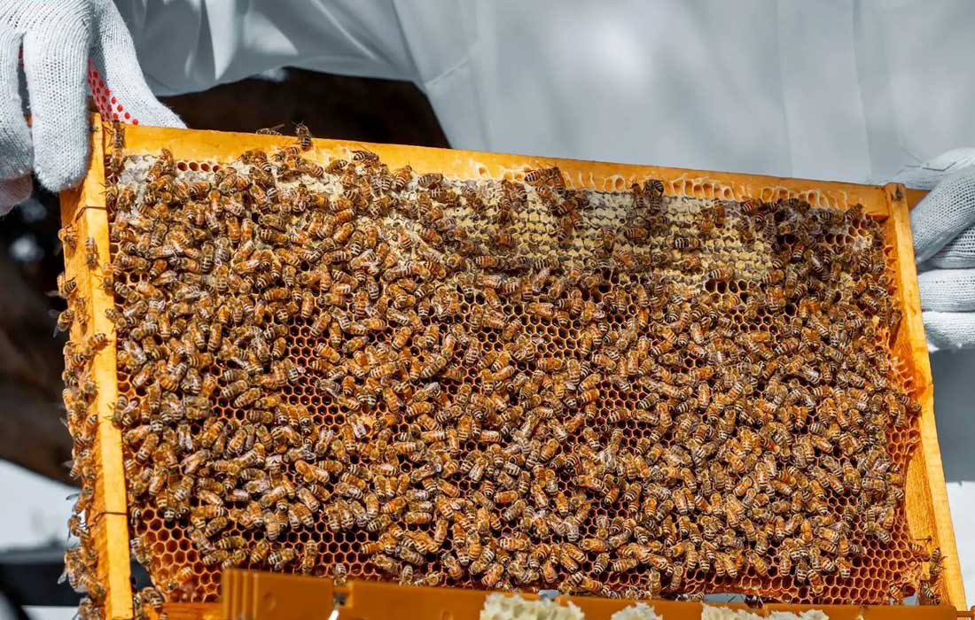 Over 40,000 beehives buzzing in Saudi Arabia reserve
