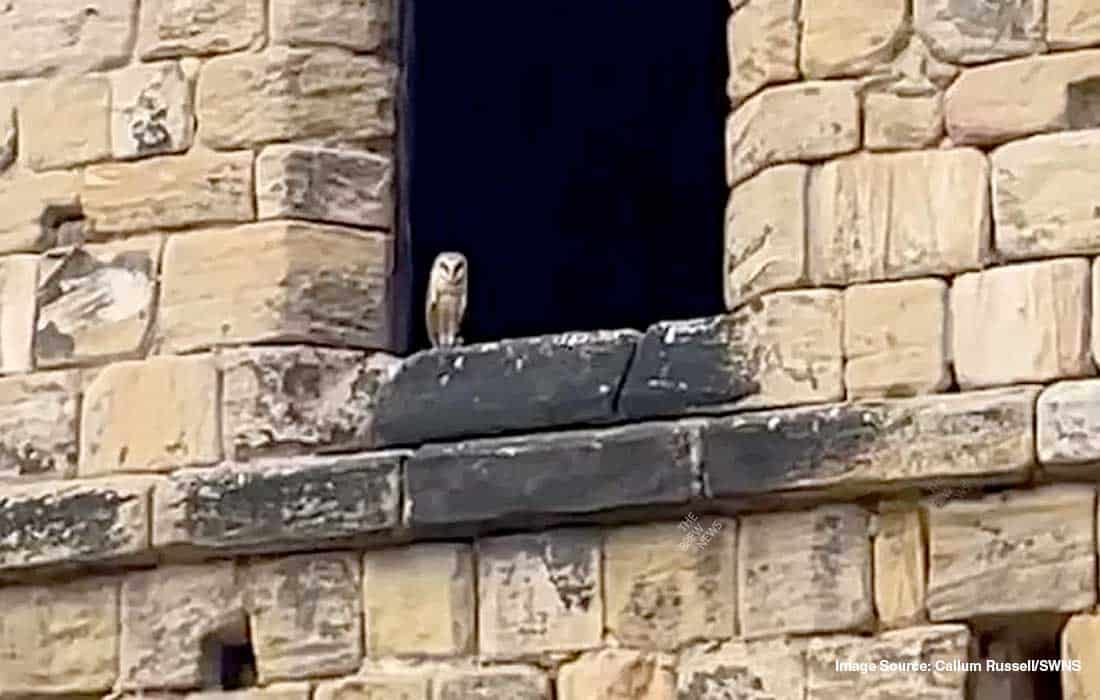Owl steals wedding rings, returns after seven hours of drama