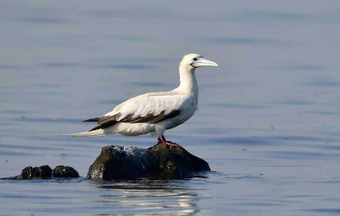 Red-footed booby, a rare bird, was recently spotted in Abu Dhabi