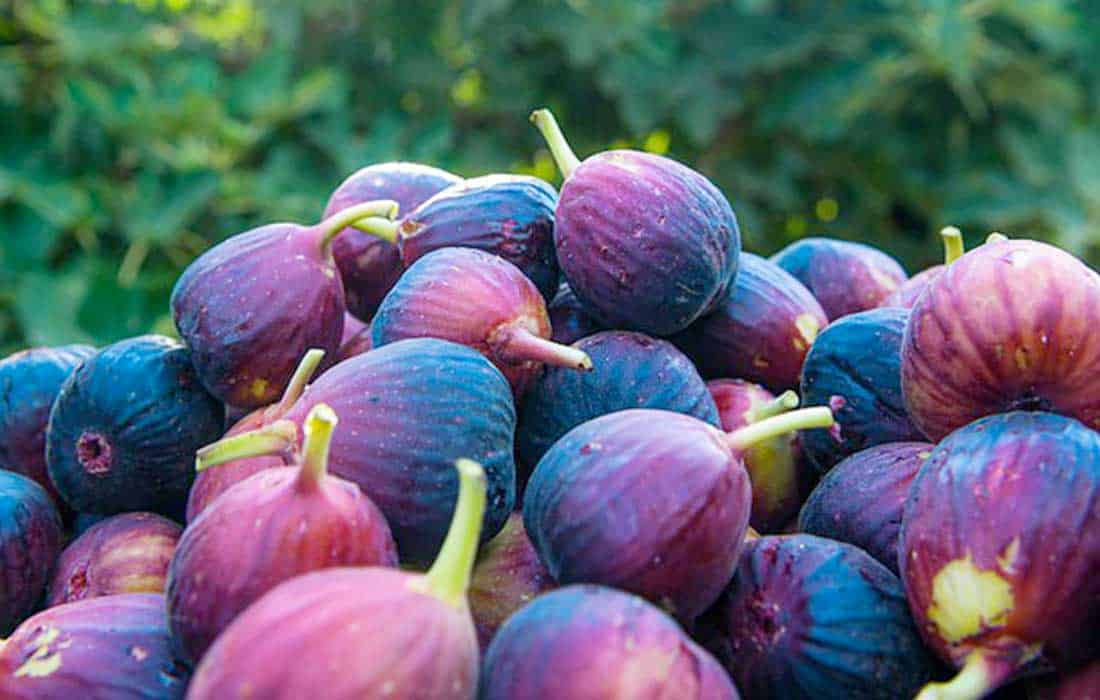 Saudi Arabia now grows enough figs to meet its own needs