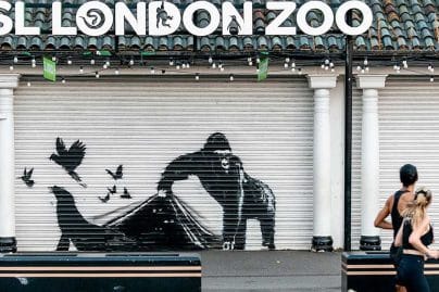 Secretive street artist Banksy reveals his last animal painting on London Zoo gate