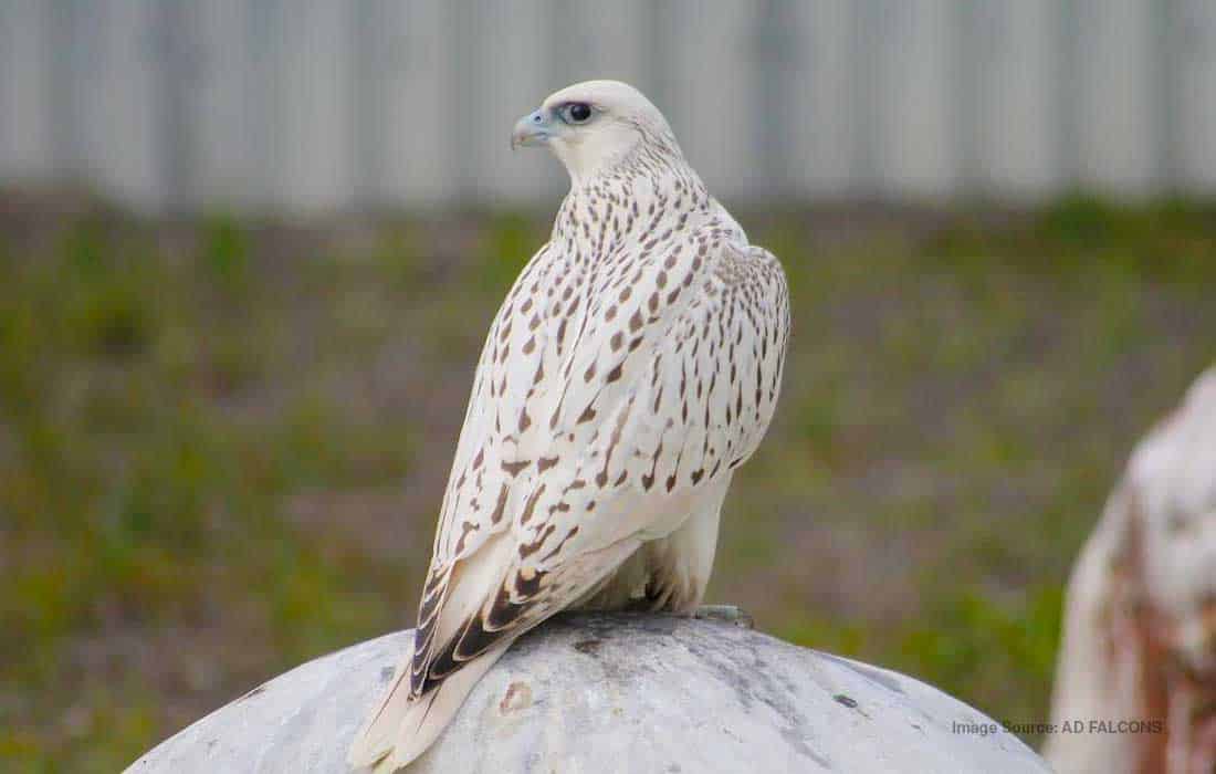 ADIHEX Falcon Beauty Contest honors two top falcons from AD Falcons