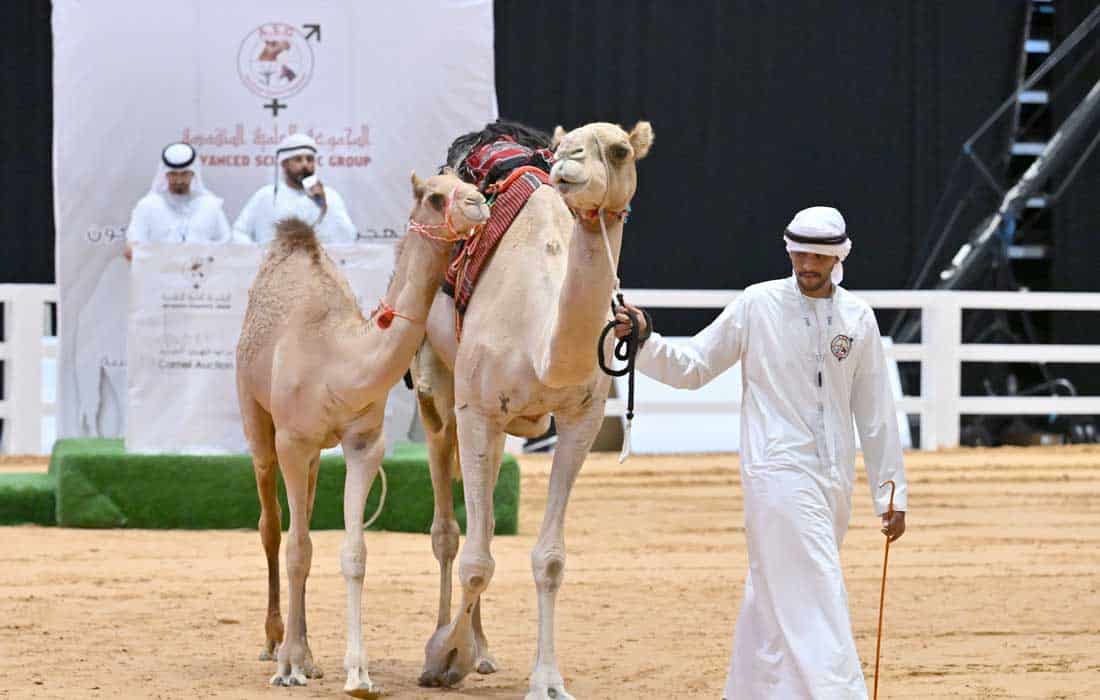 Arabian camel auction at ADIHEX achieves AED2.5 million in sales