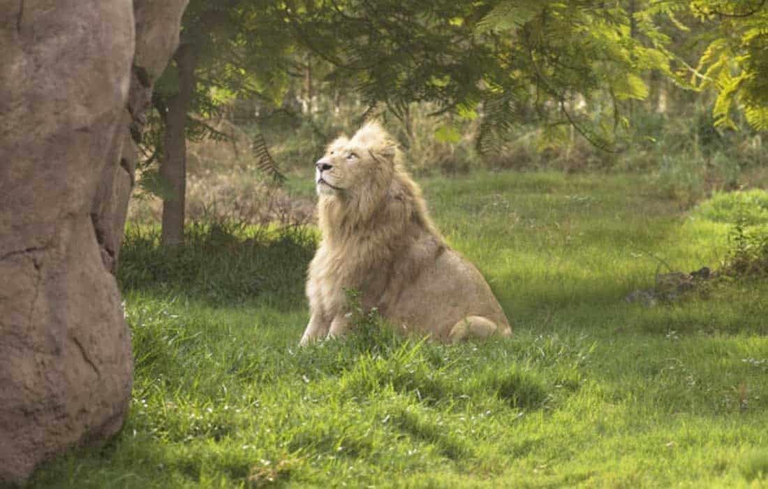 Dubai Safari Park opens for its sixth season on 1 October