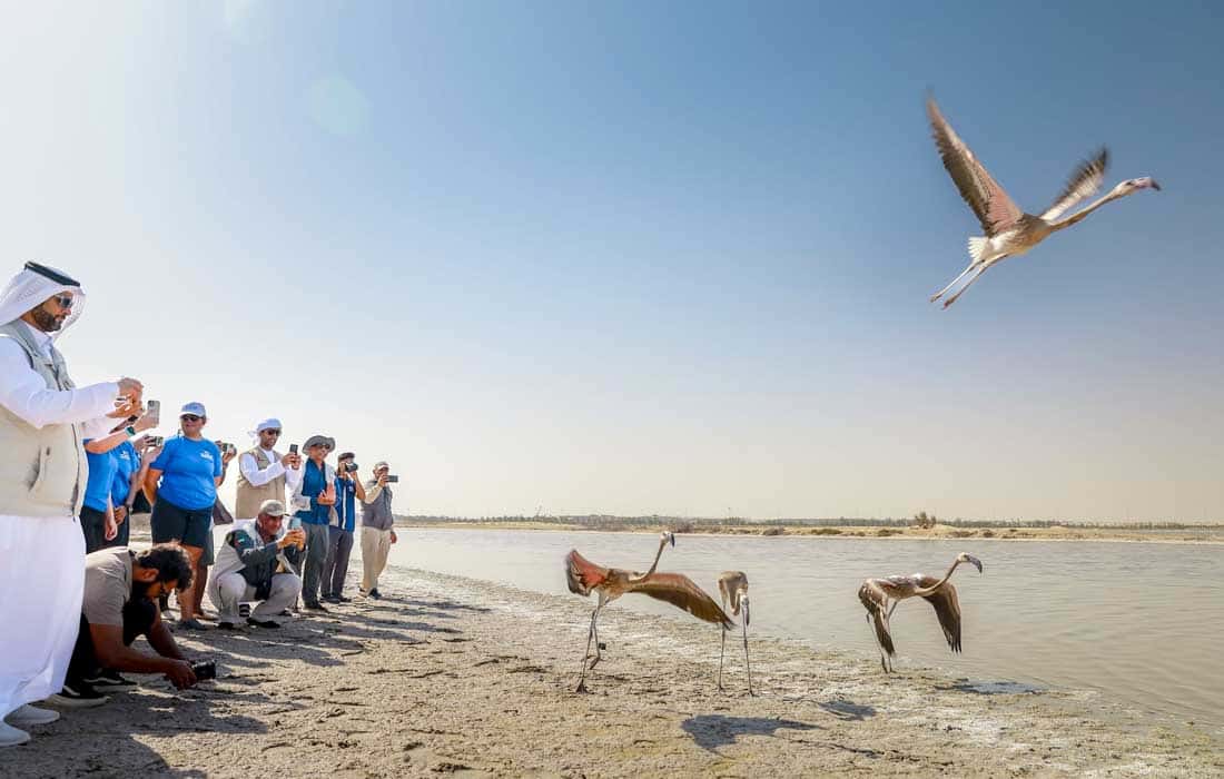 EAD, Yas SeaWorld Research & Rescue Centre rehabilitate, release 10 greater flamingos from Al Wathba Wetland Reserve