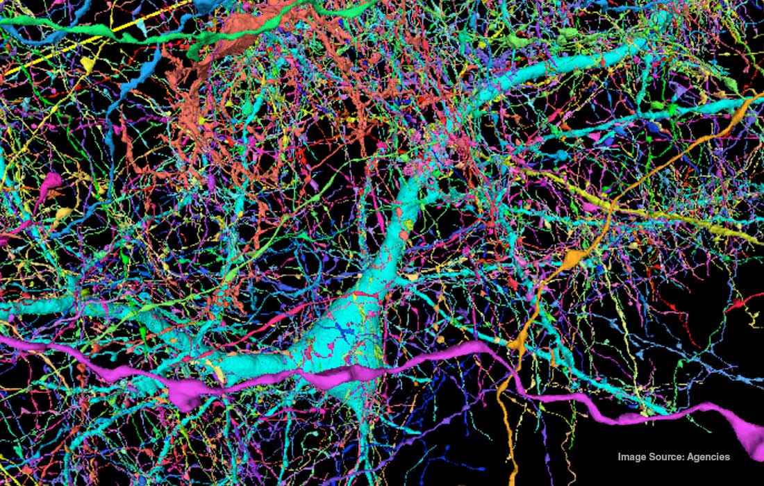Harvard and Google create most detailed 3D Map of Human Brain Fragment