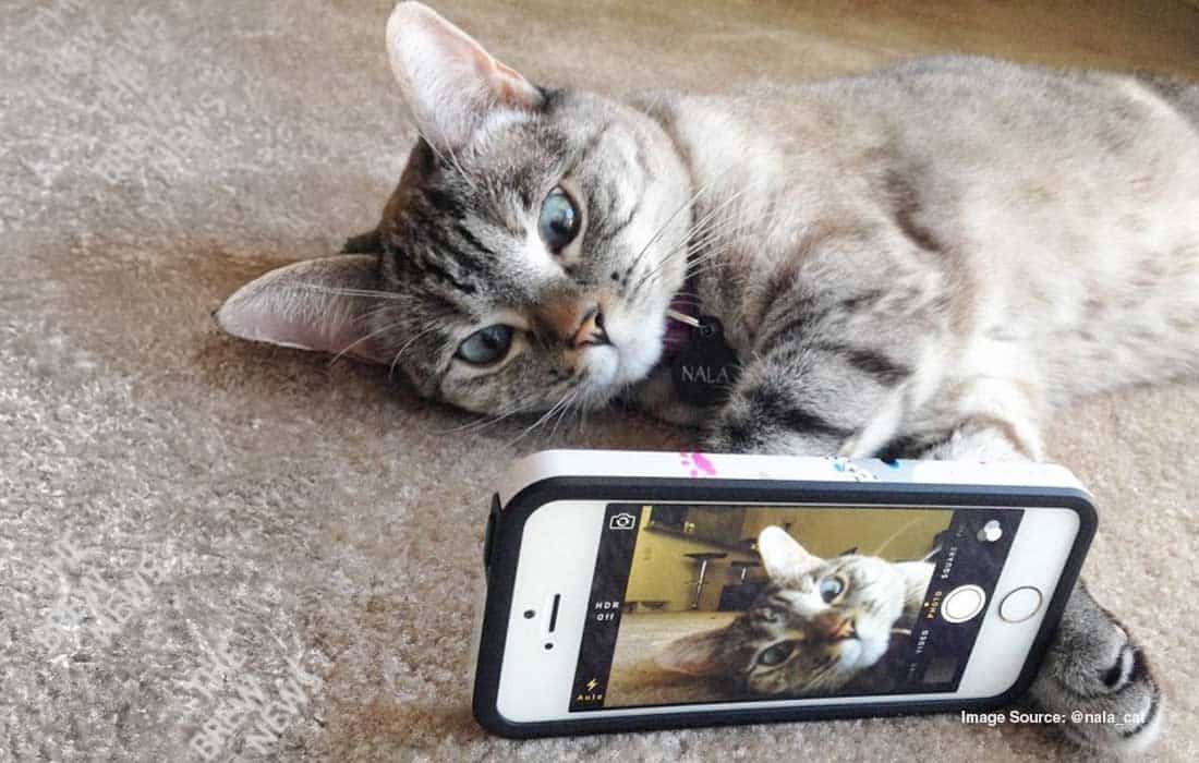 Meet Nala, the $100 Million Cat who rules Instagram