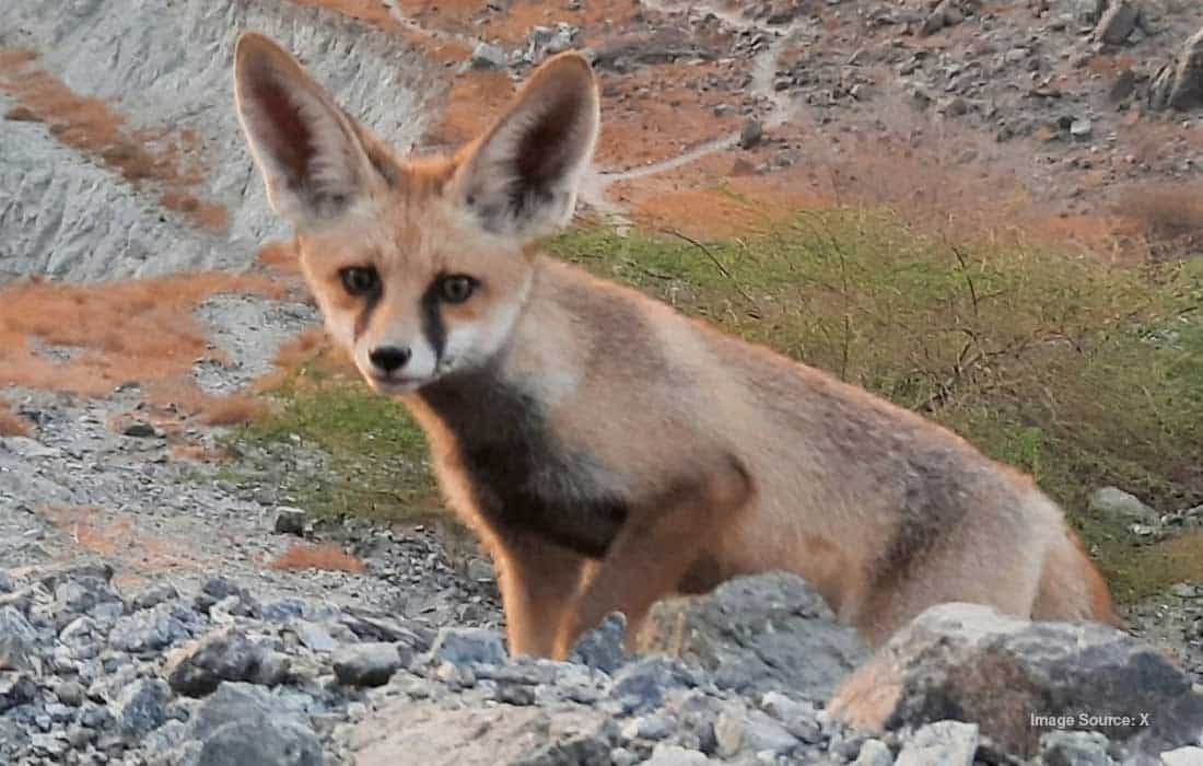 Rare fox spotted on camera in UAE's Wadi Wurayah Park