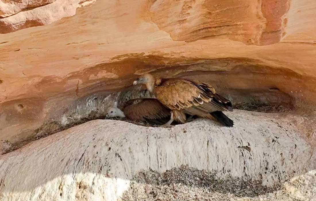 Saudi Arabia discovers endangered vulture breeding colonies