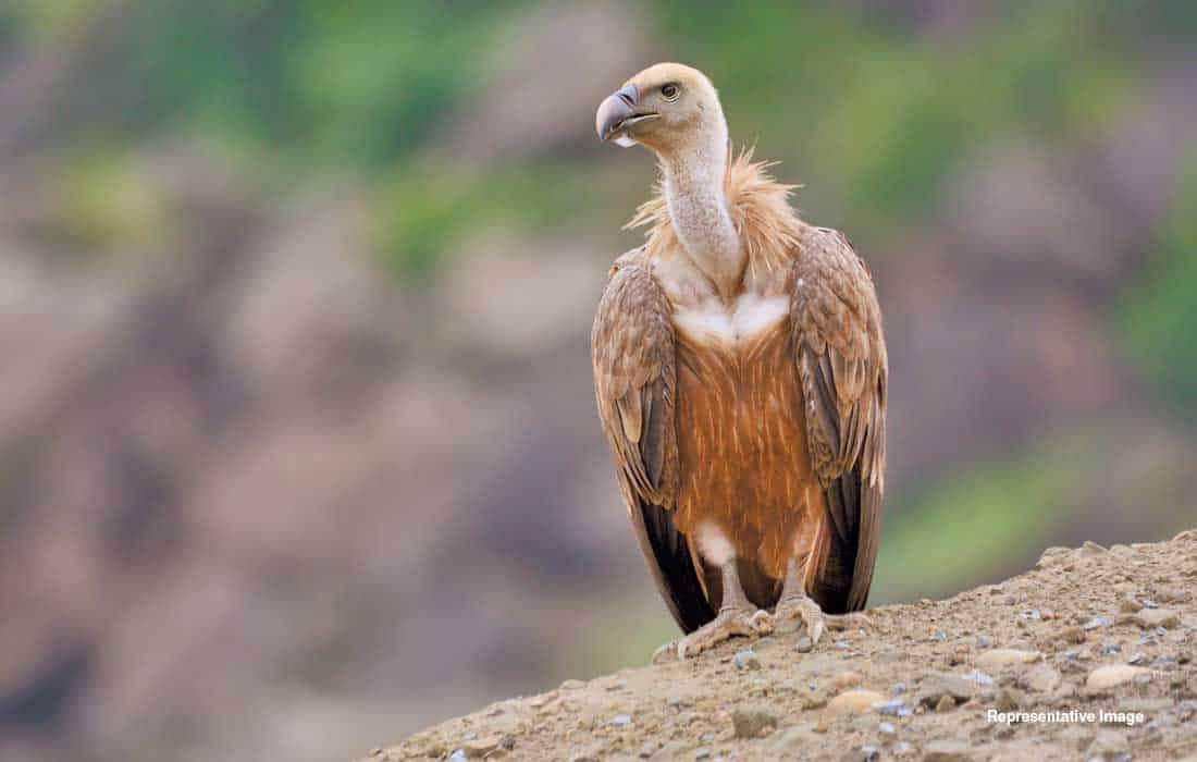 Saudi Arabia discovers endangered vulture breeding colonies