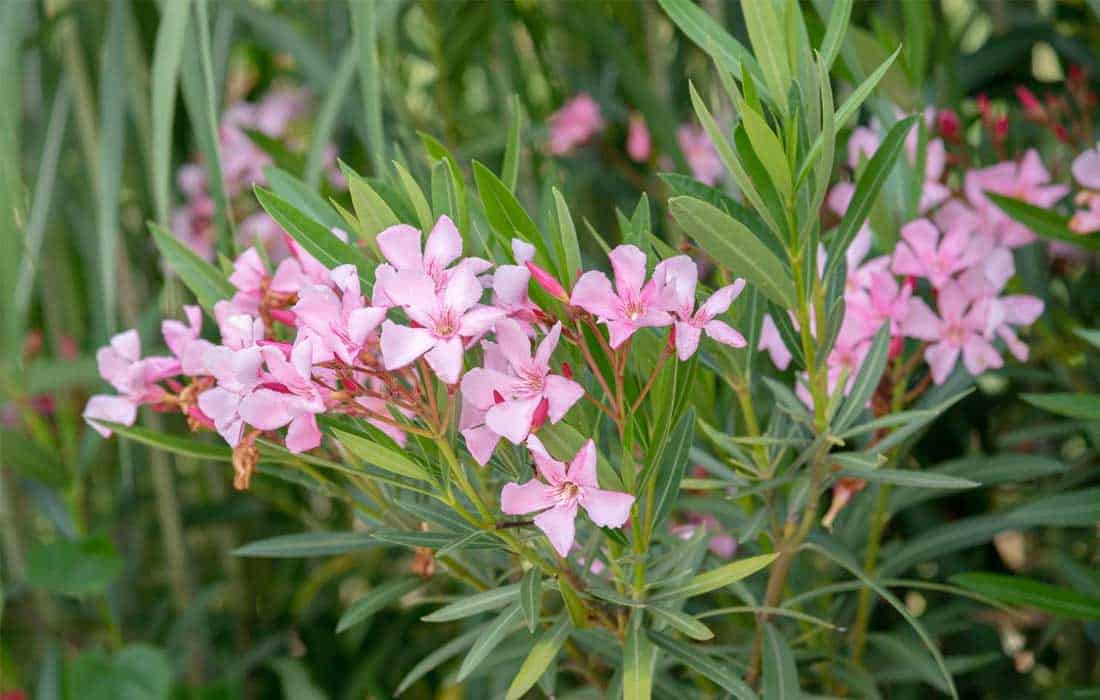 Abu Dhabi bans oleander to safeguard public health