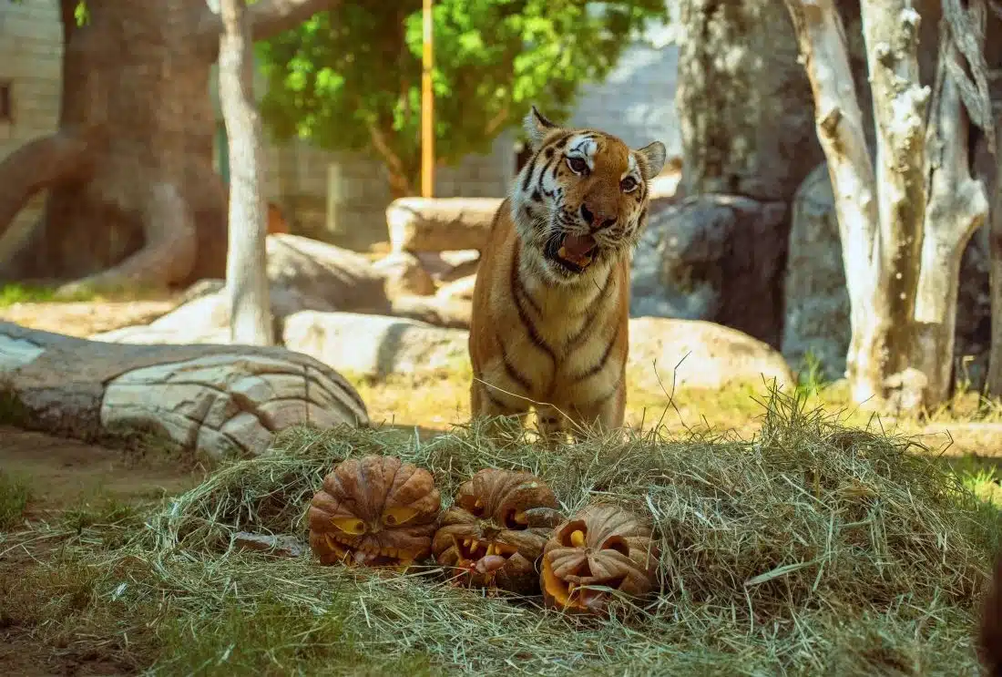 Experience Halloween at Emirates Park Zoo and Resorts - Creepy Carnival