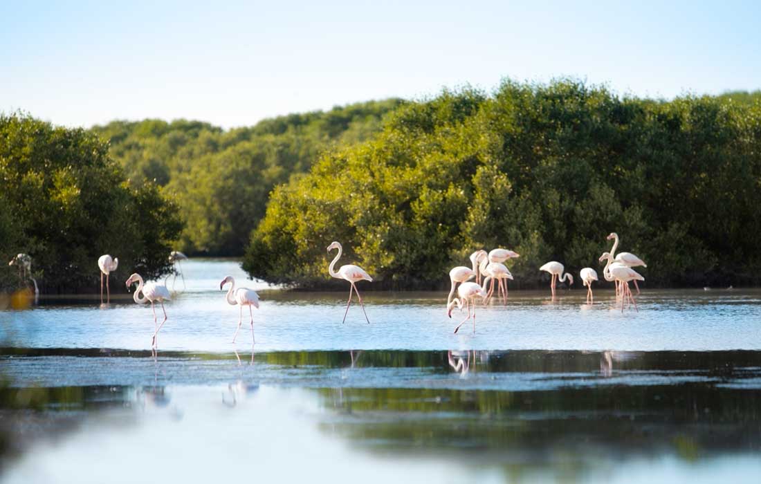 Sharjah Nature Reserves are to protect Wildlife not public parks or pastures