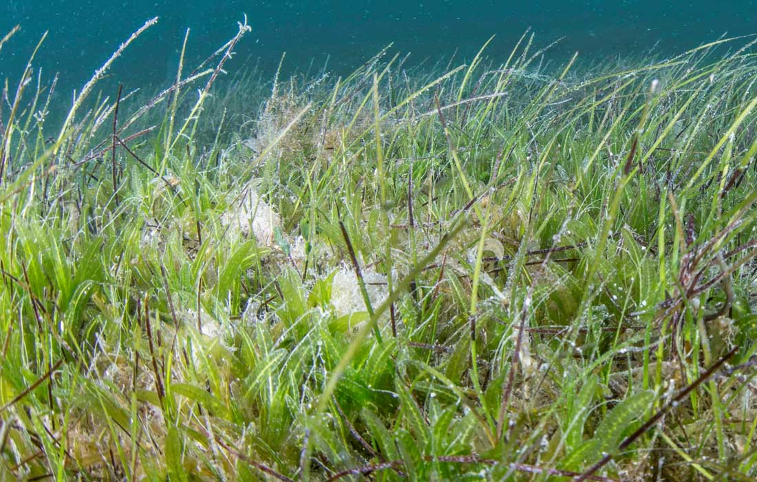 Abu Dhabi to host 16th International Seagrass Biology Workshop in 2026