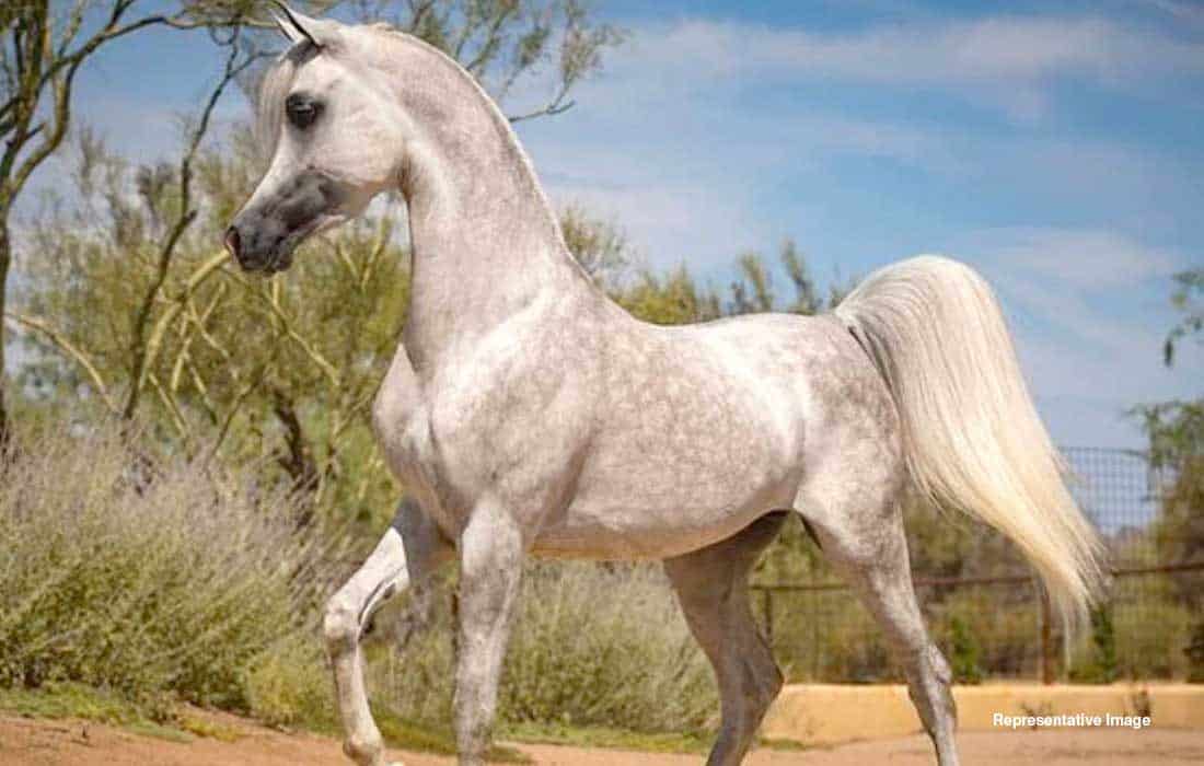 Ajman Arabian horses auction to feature 66 purebred horses