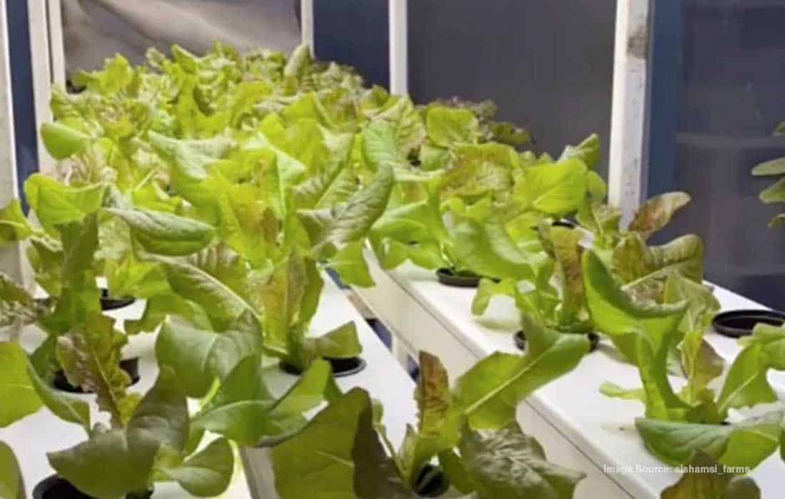 Ajman launches innovative cooled greenhouse initiative for women