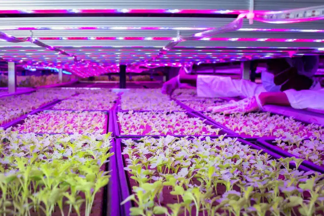 UNS Farms Launches Tours in Dubai to Promote Sustainable Food Choices