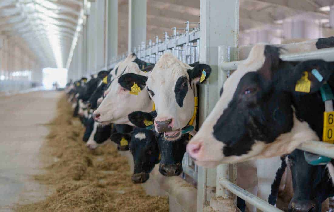 Mleiha Dairy Farm plans 20,000-cow expansion within three years