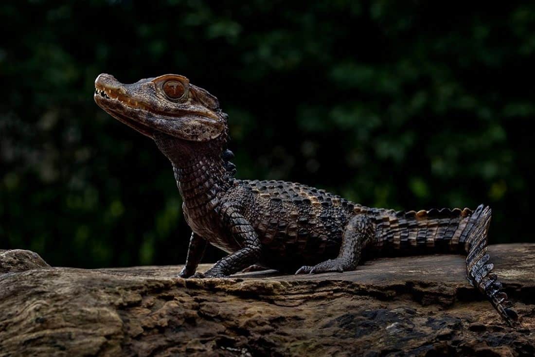 The Green Planet™ Dubai welcomes over 70 new birds and Dwarf Crocodiles to its biodome