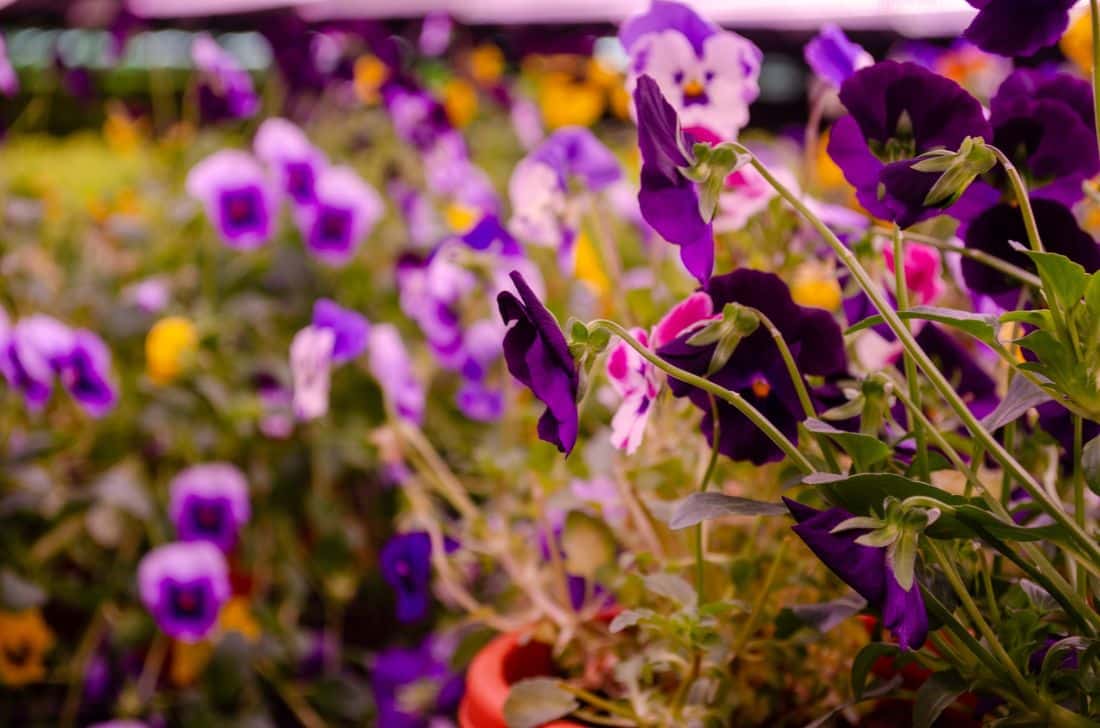 UNS Farms Expands Its Edible Flowers Range Offering Elevated Culinary Experiences and Health Benefits