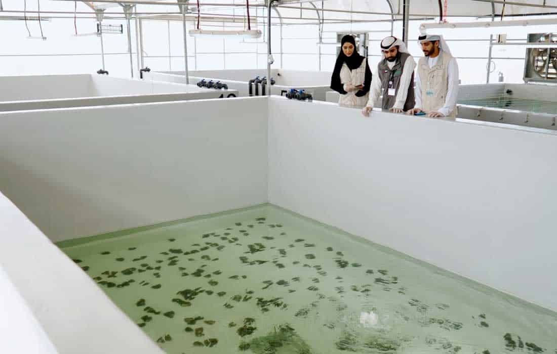 Abu Dhabi launches freshwater pearl oyster aquaculture